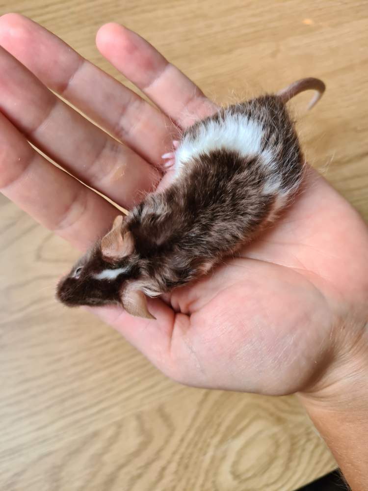 Fancy mouse Breeder Mus musculus 