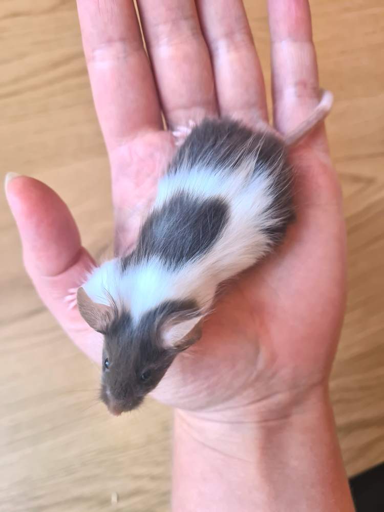 Fancy mouse Breeder Mus musculus 