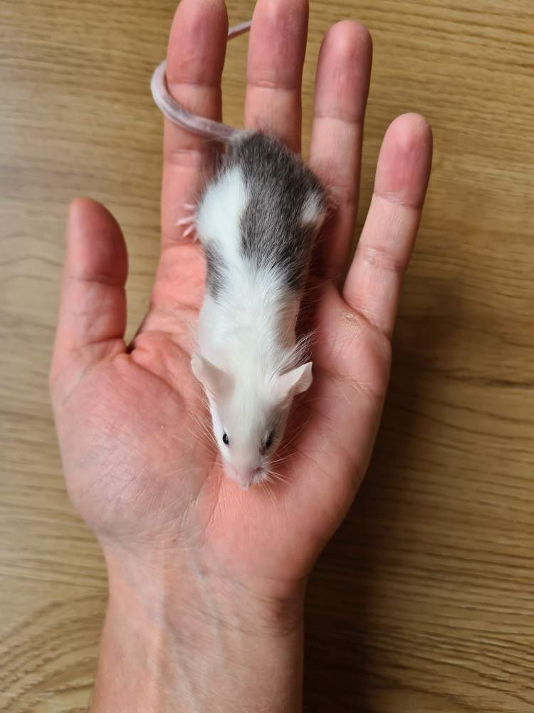 Fancy mouse Breeder Mus musculus 