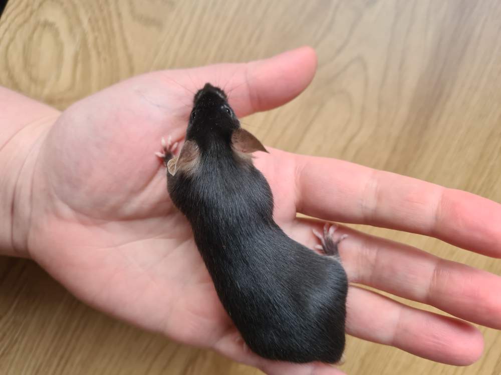 Fancy mouse Breeder Mus musculus 