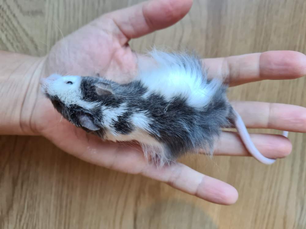 Fancy mouse Breeder Mus musculus 