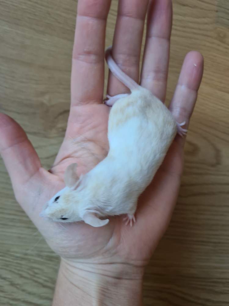 Fancy mouse Breeder Mus musculus 