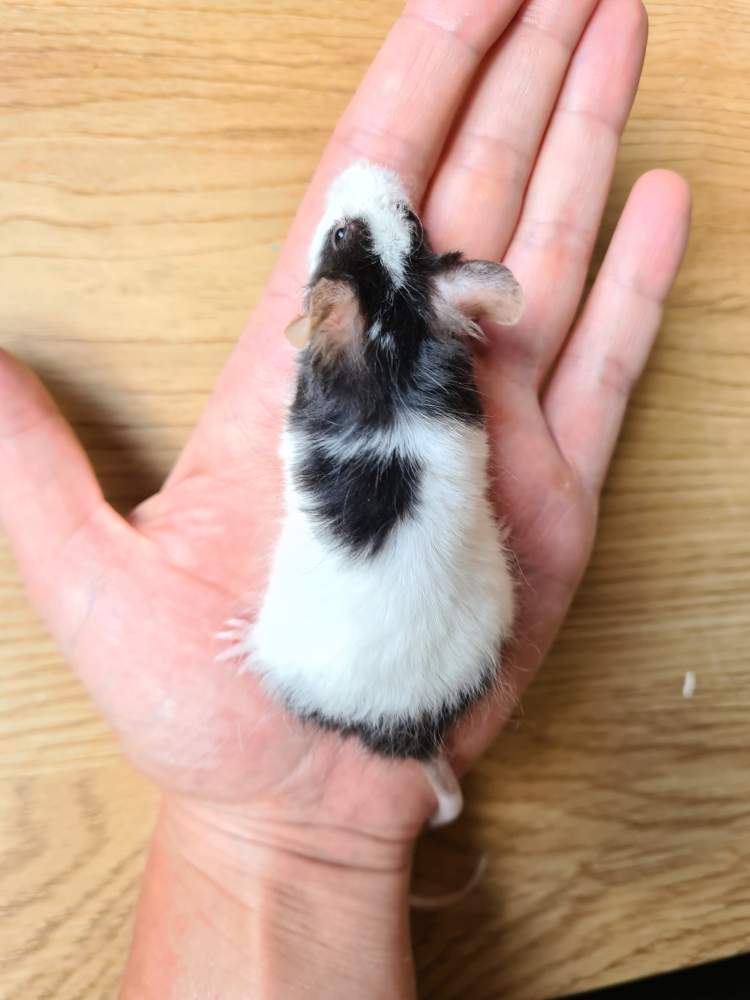 Fancy mouse Breeder Mus musculus 