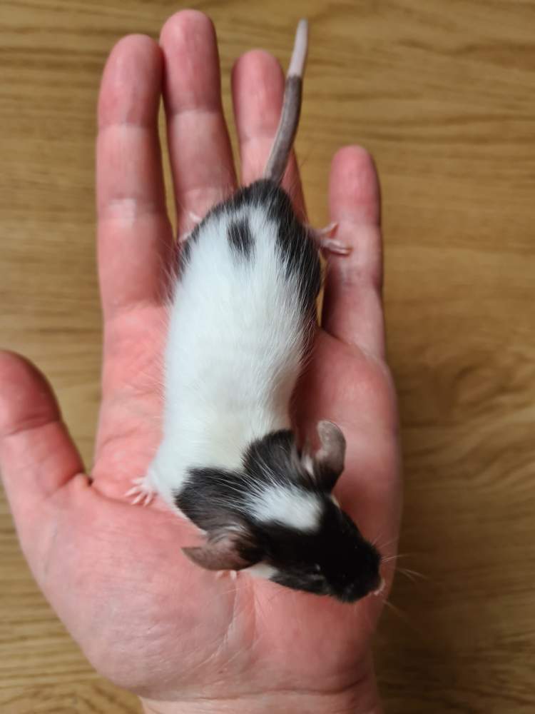 Fancy mouse Breeder Mus musculus 