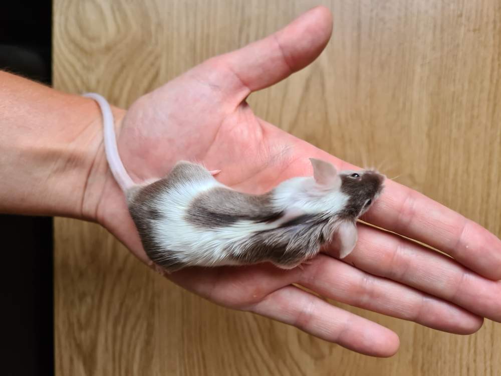 Fancy mouse Breeder Mus musculus 