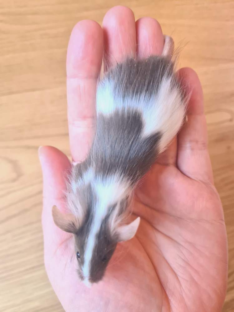 Fancy mouse Breeder Mus musculus 