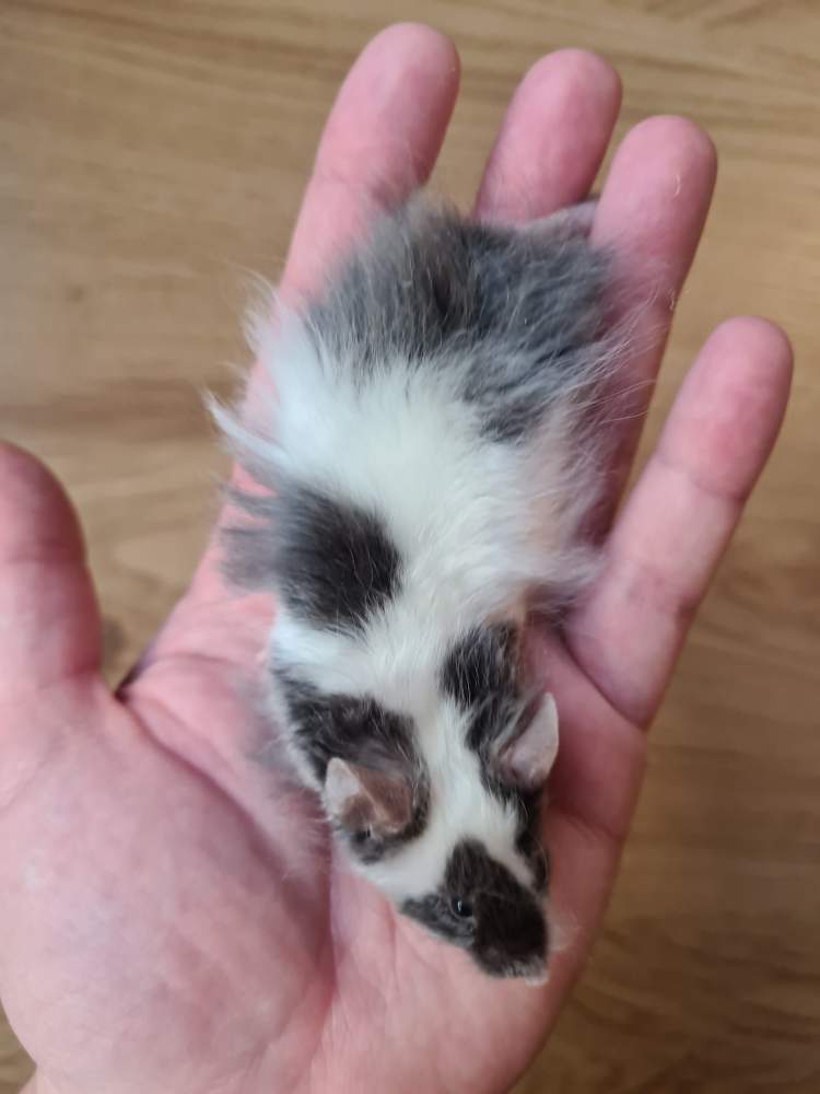 Fancy mouse Breeder Mus musculus 
