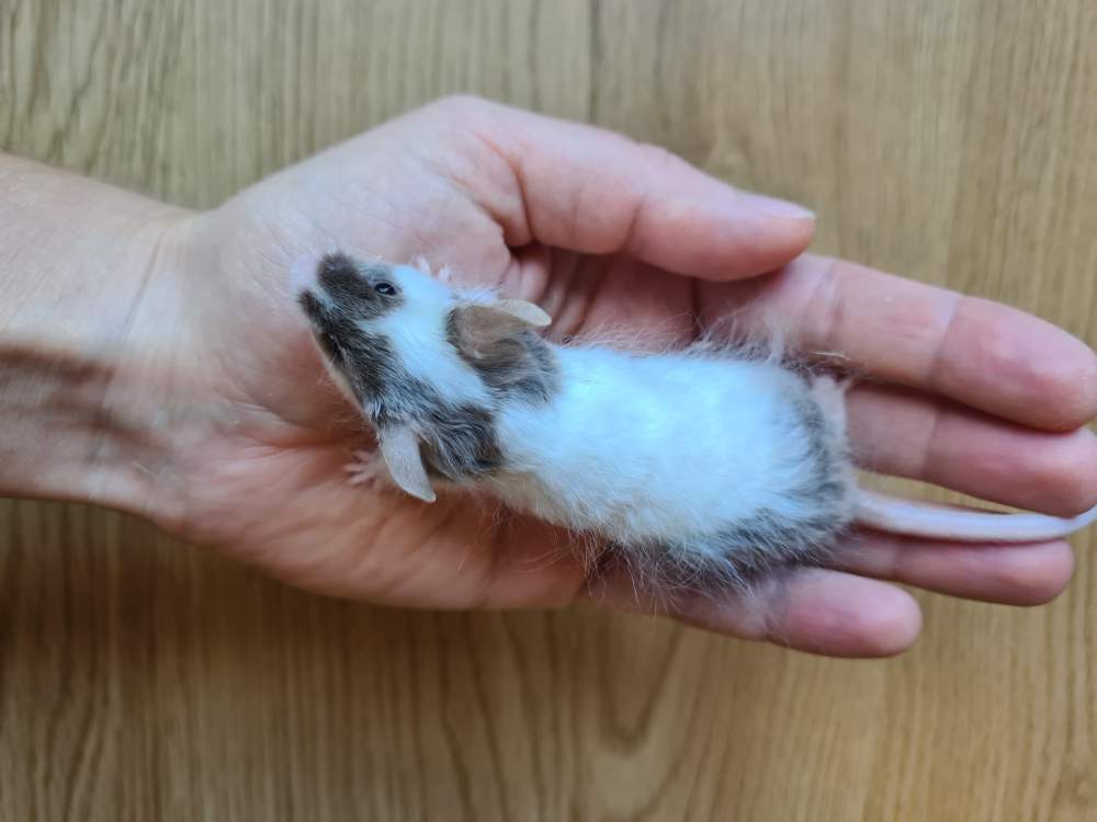 Fancy mouse Breeder Mus musculus 