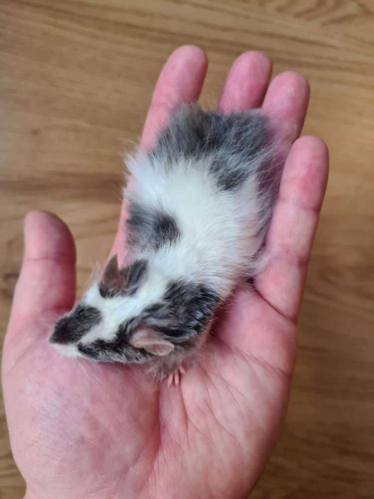 Fancy Mouse Breeder MLP Liam 21172 fancy-mouse-breeder-mlp-liam-21172