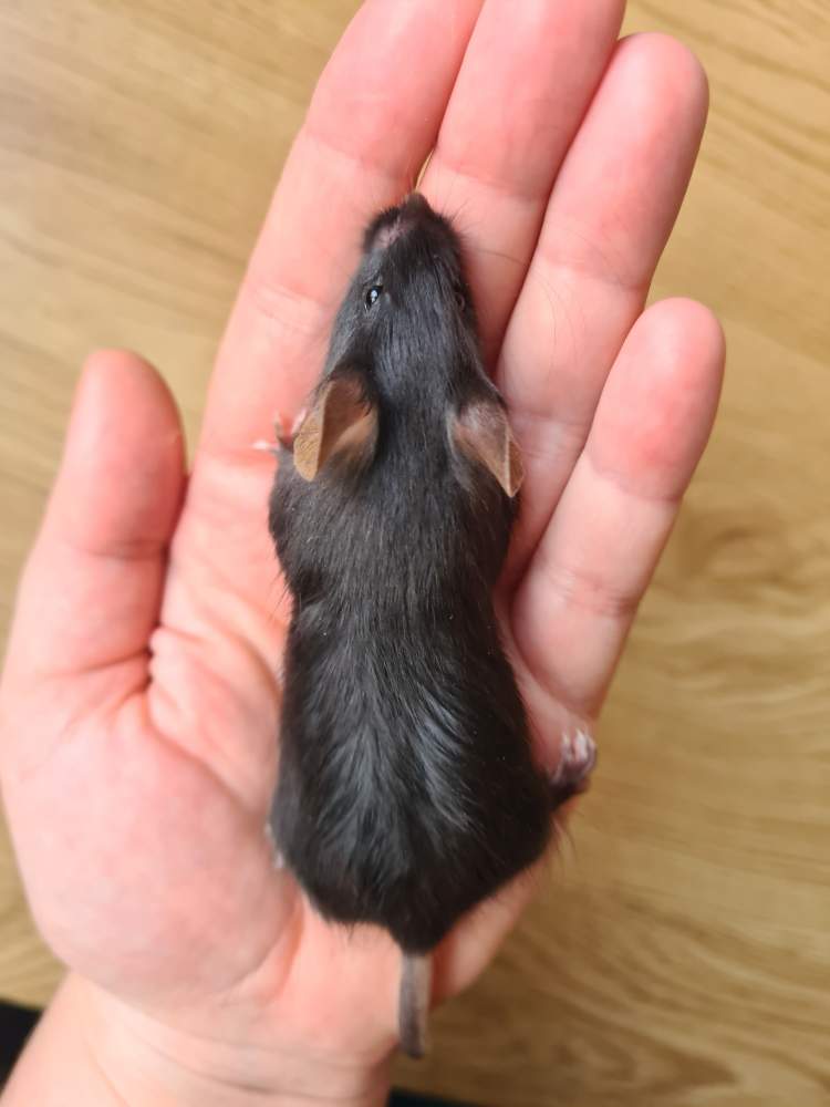 Fancy mouse Breeder Mus musculus 