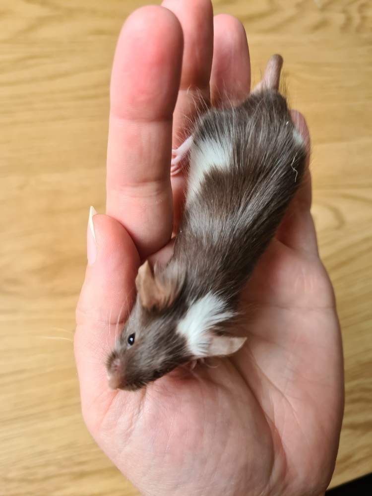 Fancy mouse Breeder Mus musculus 