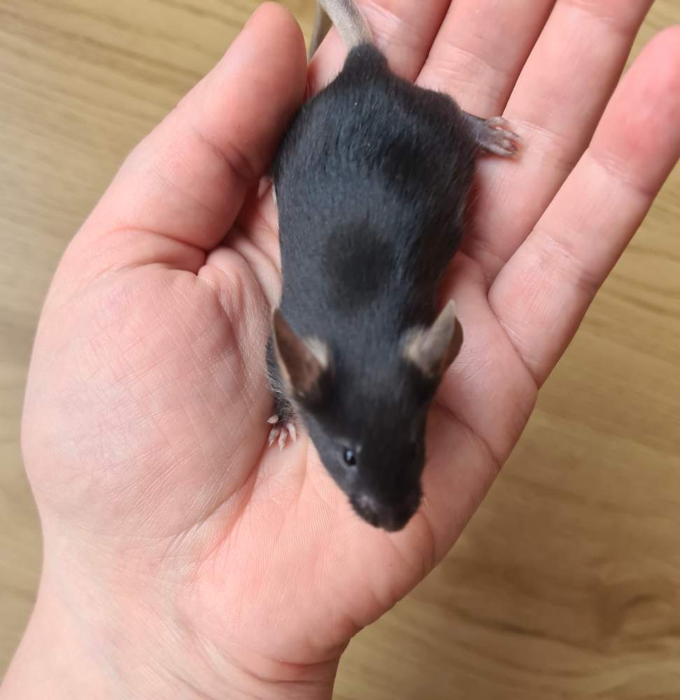 Fancy mouse Breeder Mus musculus 