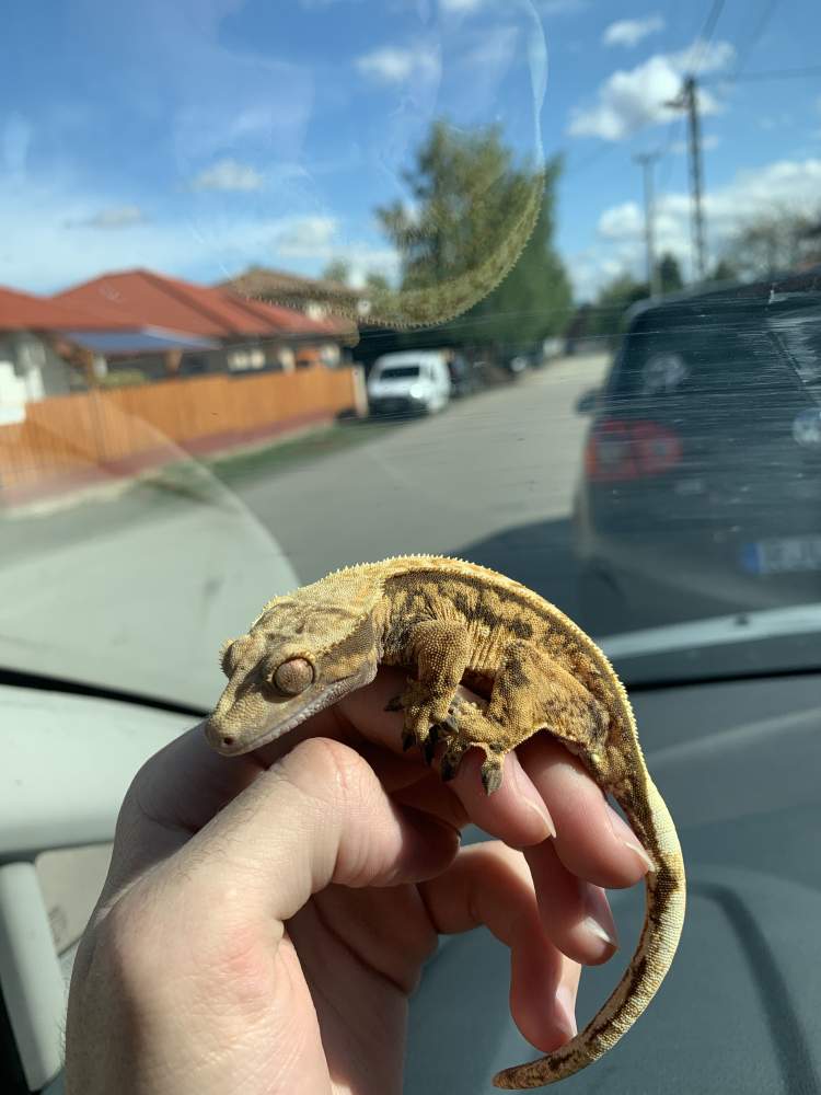 Crested gecko Breeder Correlophus ciliatus 