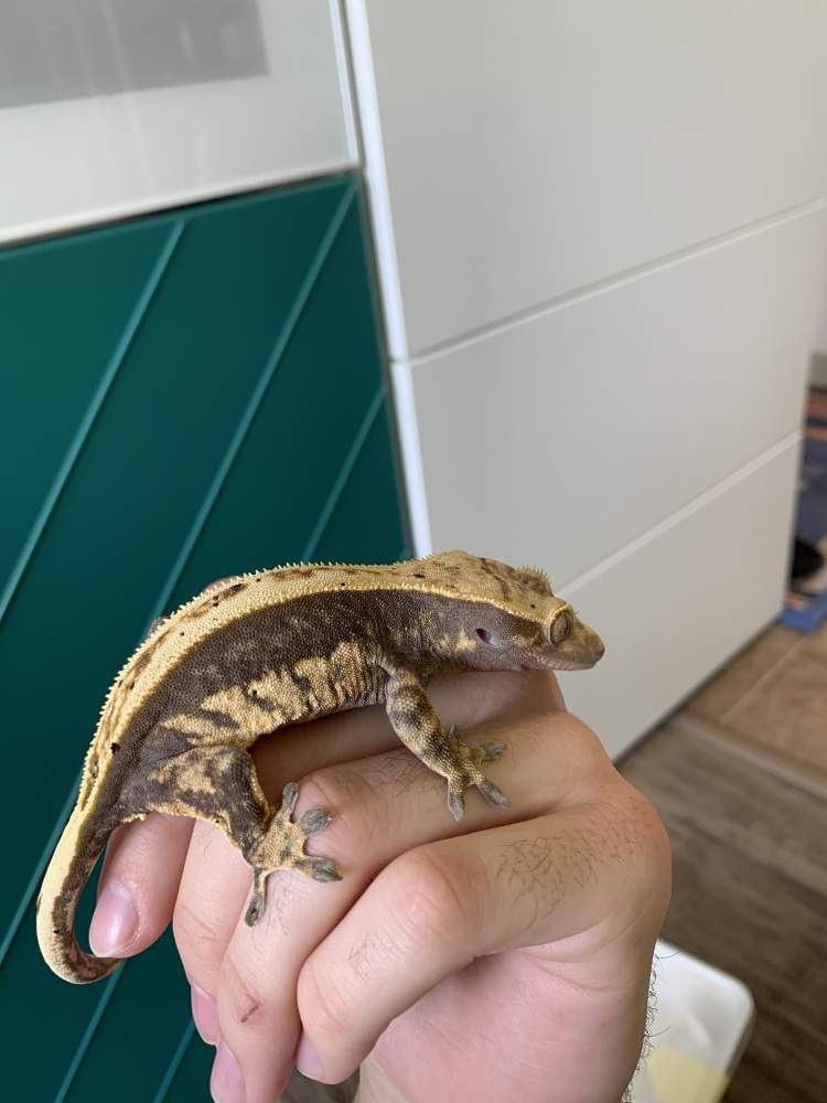 Crested gecko Breeder Correlophus ciliatus 