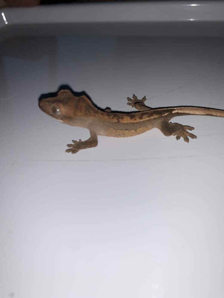 Crested gecko Rehomed Correlophus ciliatus 
