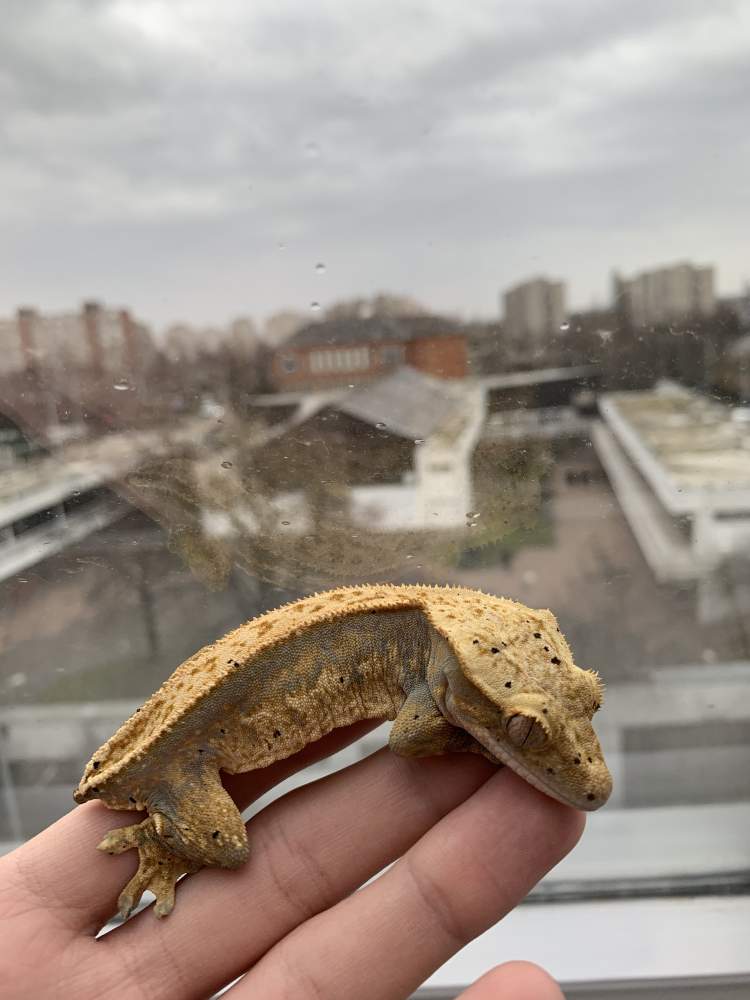 Crested gecko Breeder Correlophus ciliatus 