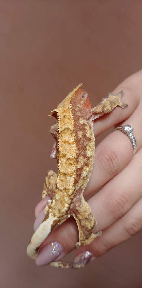 Crested gecko Breeder Correlophus ciliatus 