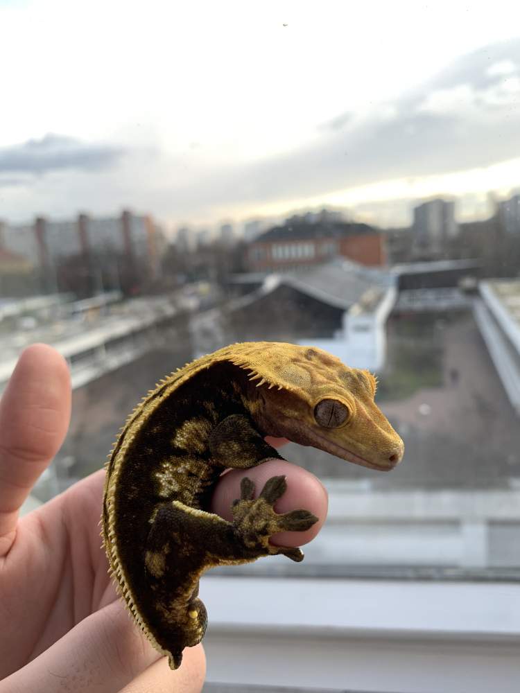 Crested gecko Breeder Correlophus ciliatus 