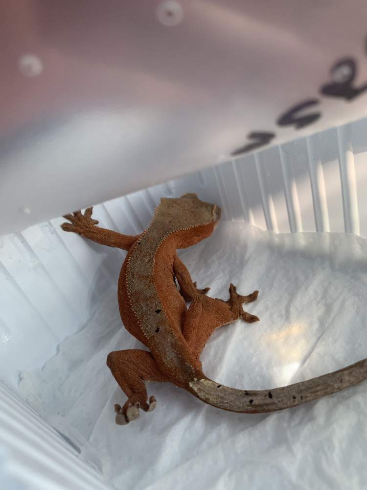 Crested gecko Breeder Correlophus ciliatus 