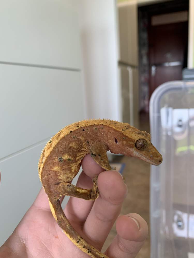 Crested gecko Breeder Correlophus ciliatus 