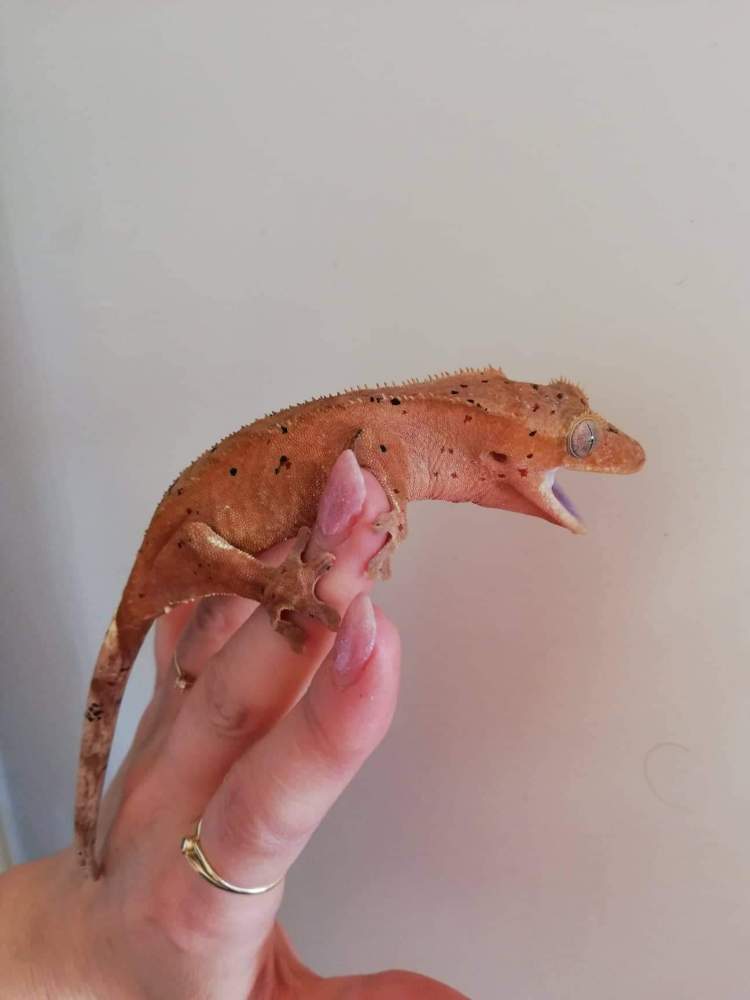 Crested gecko Breeder Correlophus ciliatus 