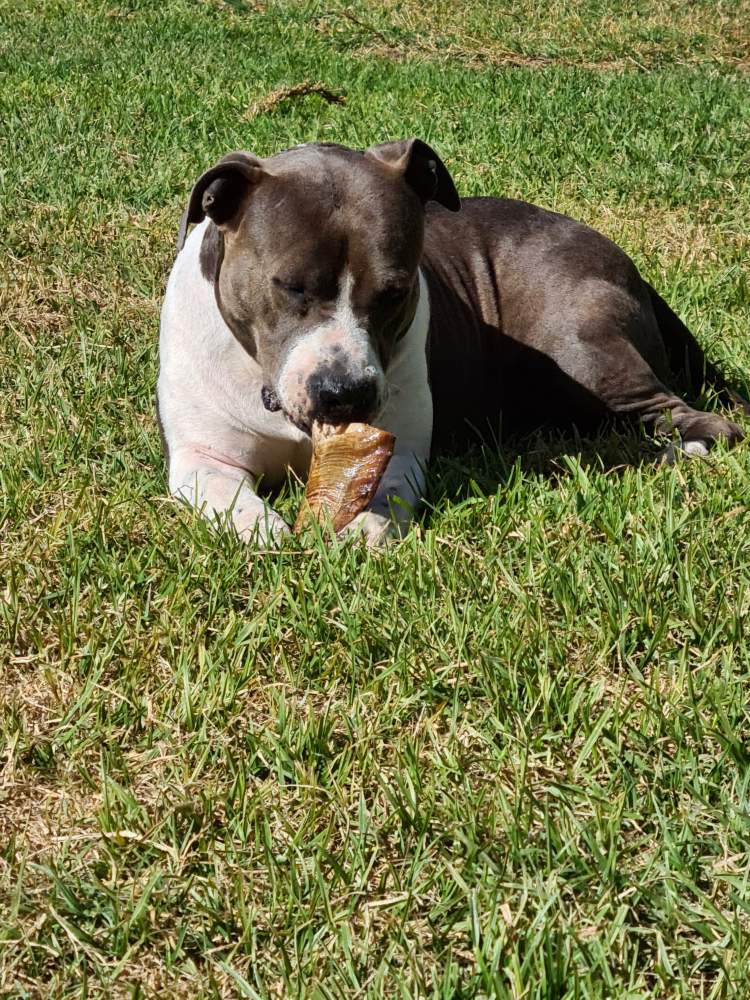 American Staffordshire Terrier Breeder Canis lupus familiaris 