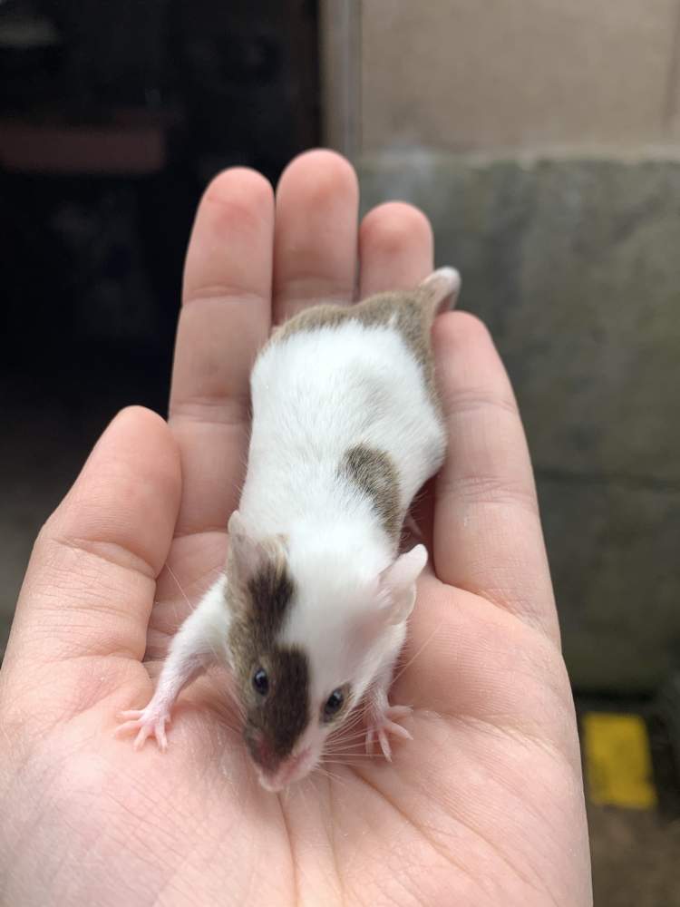 Fancy mouse Pet only Mus musculus 