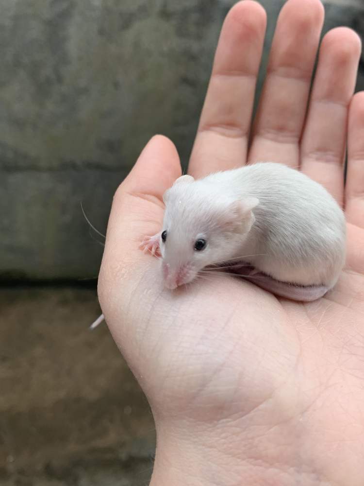 Fancy mouse Pet only Mus musculus 