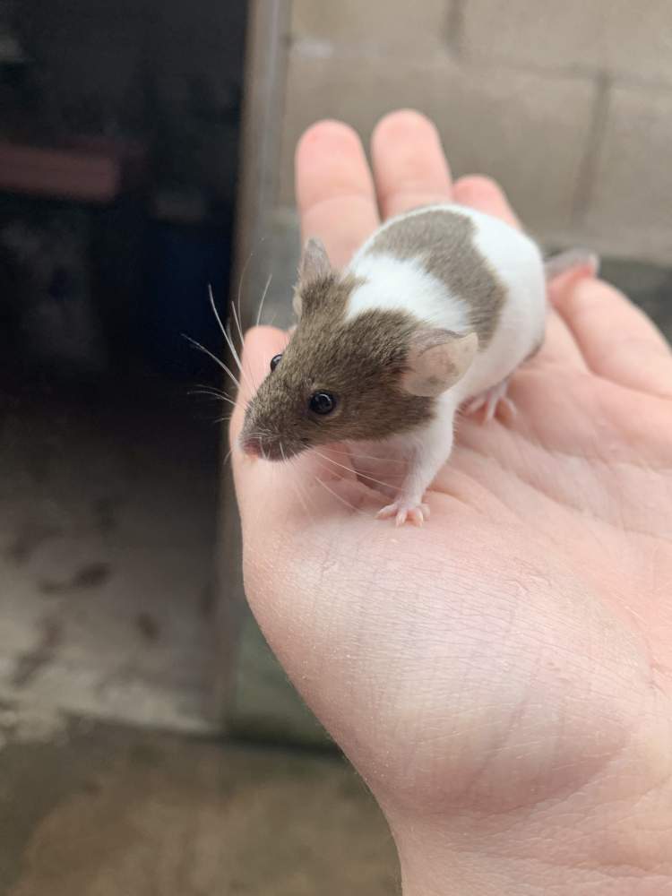 Fancy mouse Pet only Mus musculus 