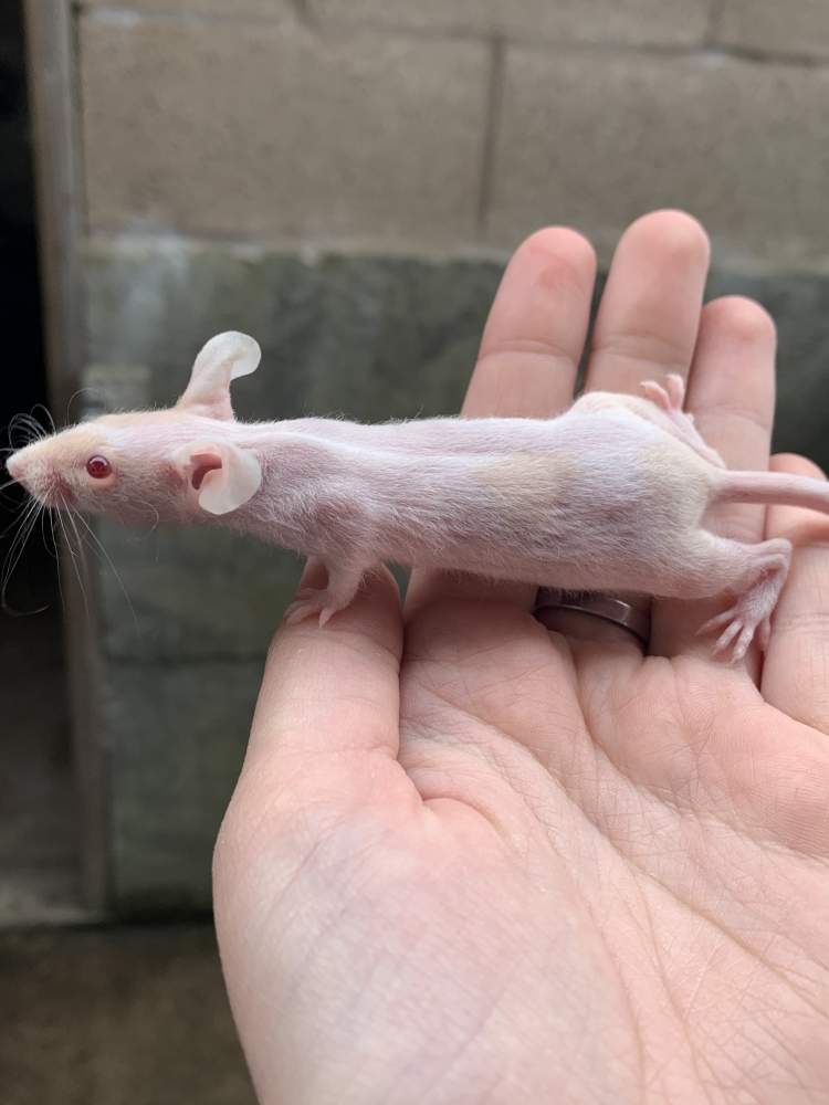 Fancy mouse Pet only Mus musculus 