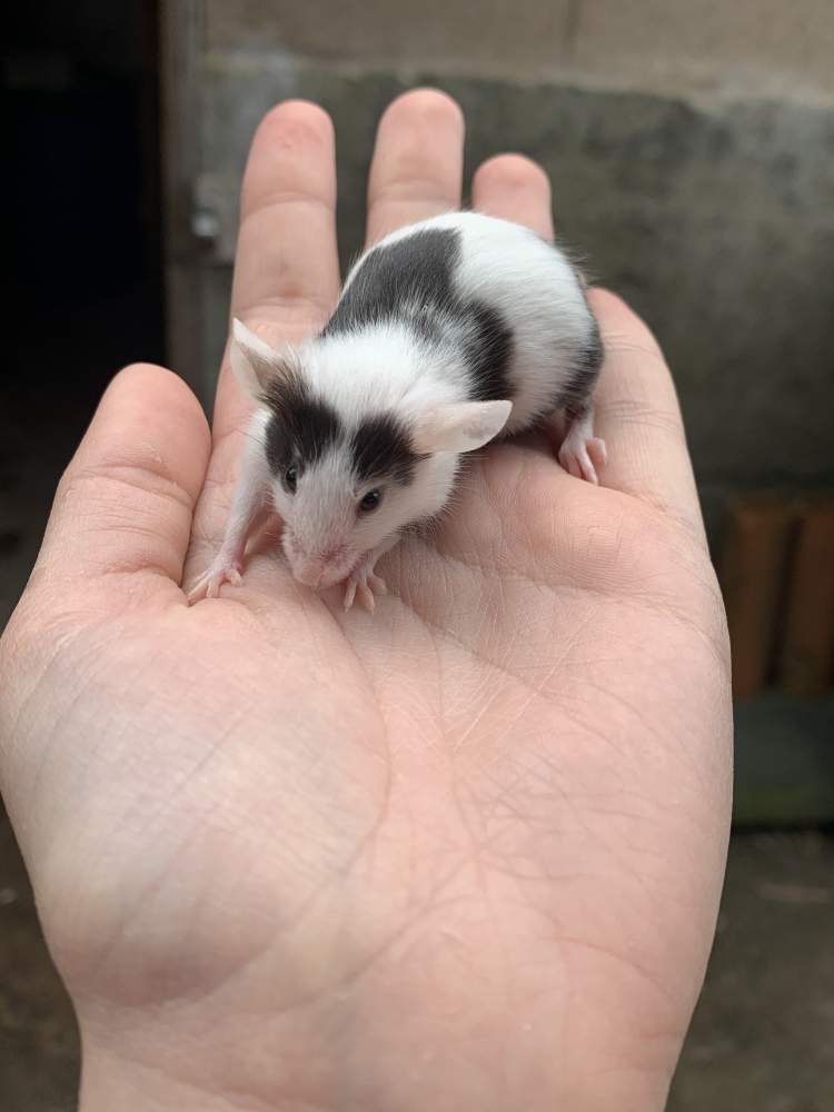 Fancy mouse Pet only Mus musculus 