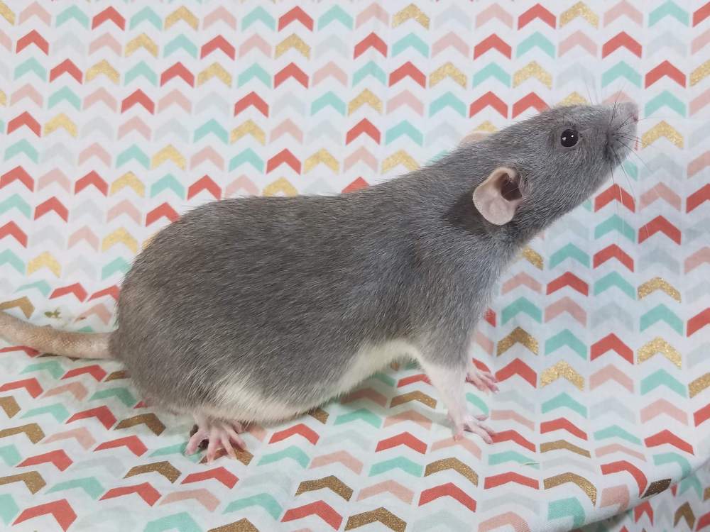 Fancy rat Deceased Rattus norvegicus 