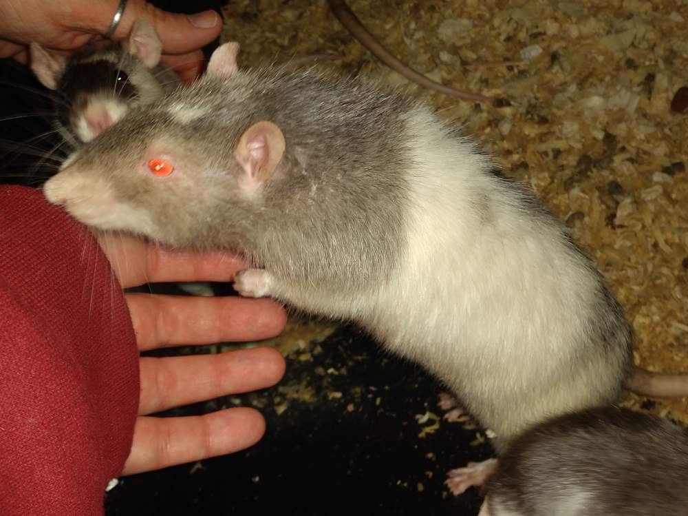 Fancy rat Owned by other Rattus norvegicus 