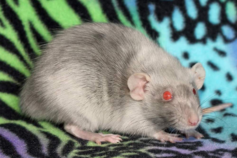 Fancy rat Deceased Rattus norvegicus 