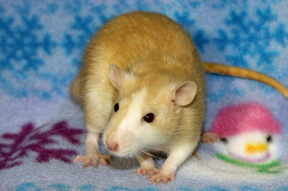 Fancy rat Deceased Rattus norvegicus 