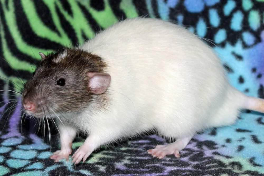 Fancy rat Deceased Rattus norvegicus 