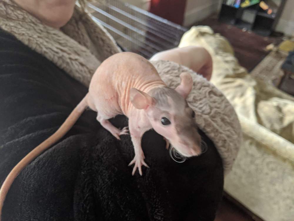 Fancy rat Pet only Rattus norvegicus 