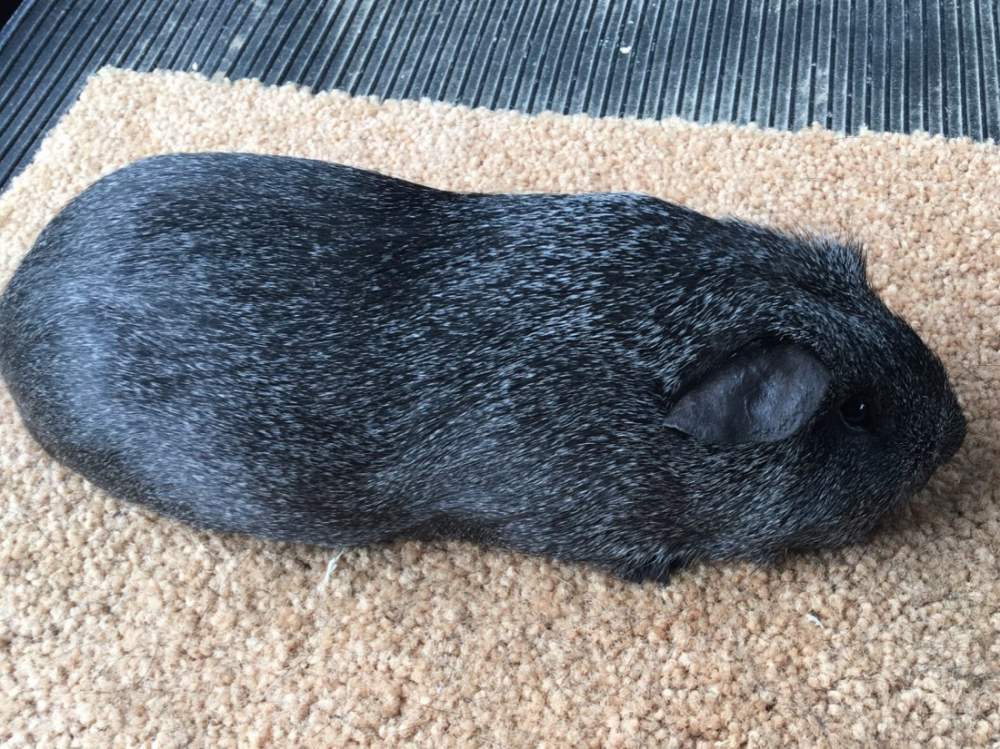 American guinea pig Pet only Cavia porcellus 