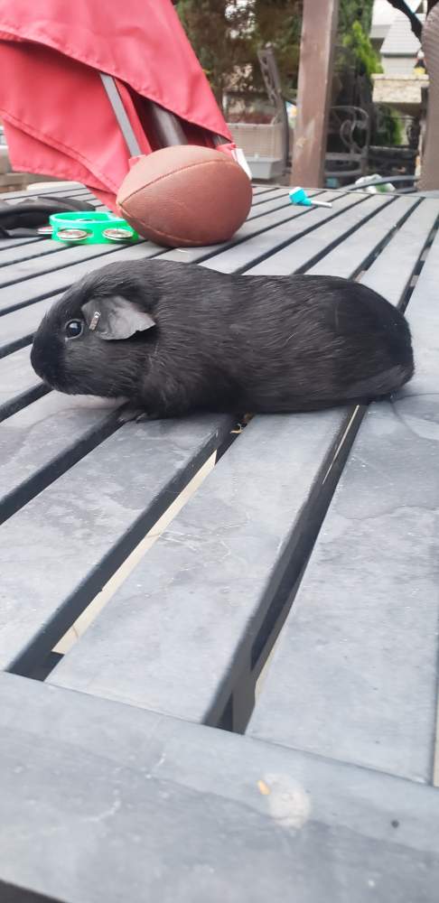 American guinea pig Pet only Cavia porcellus 