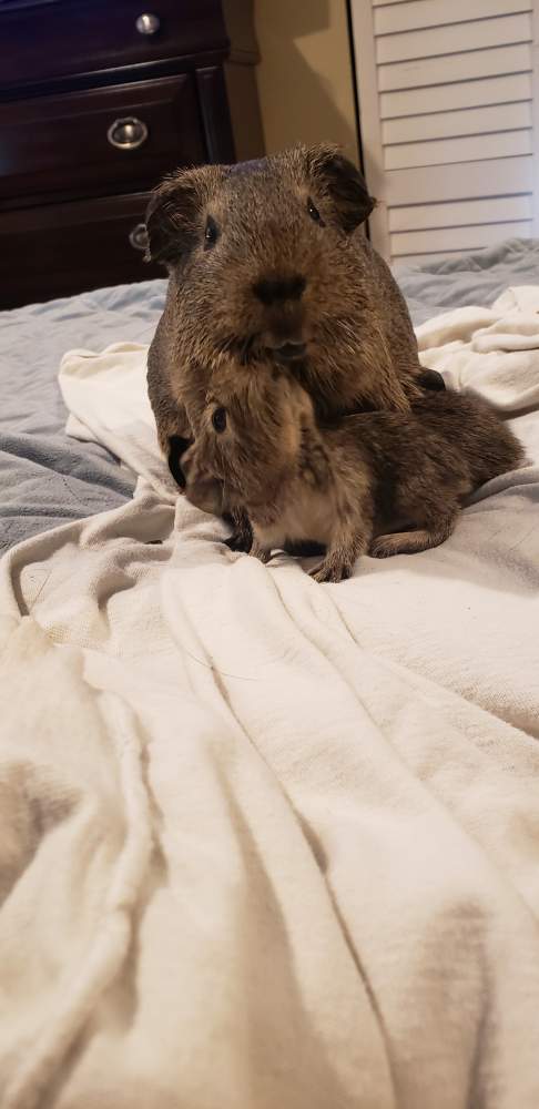 American guinea pig Pet only Cavia porcellus 