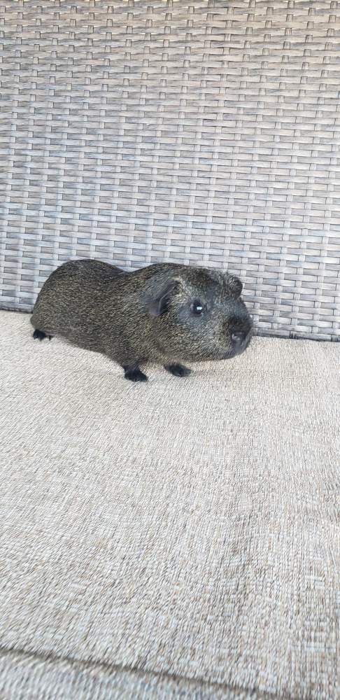 American guinea pig Pet only Cavia porcellus 