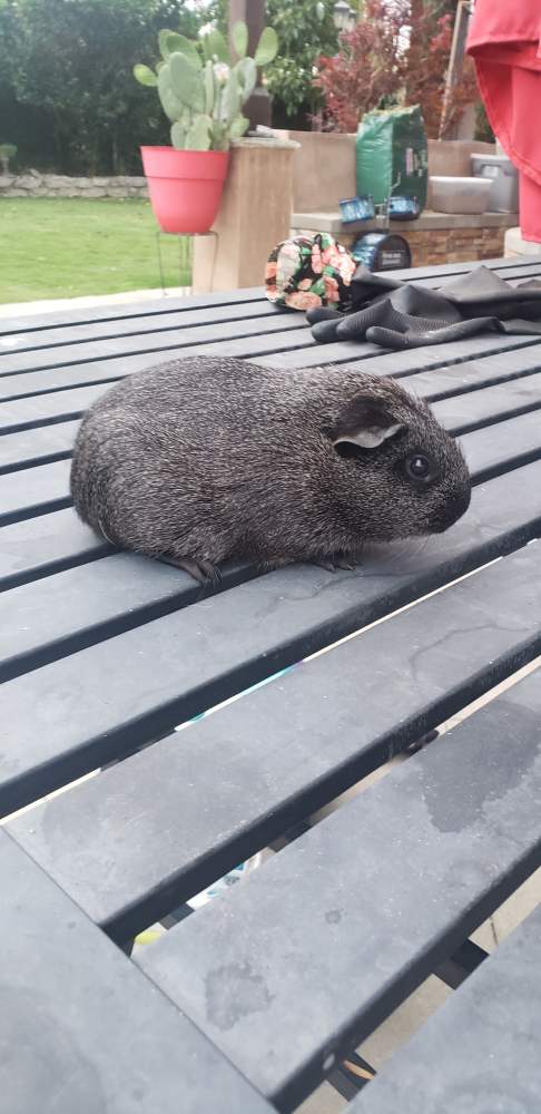 American guinea pig Pet only Cavia porcellus 