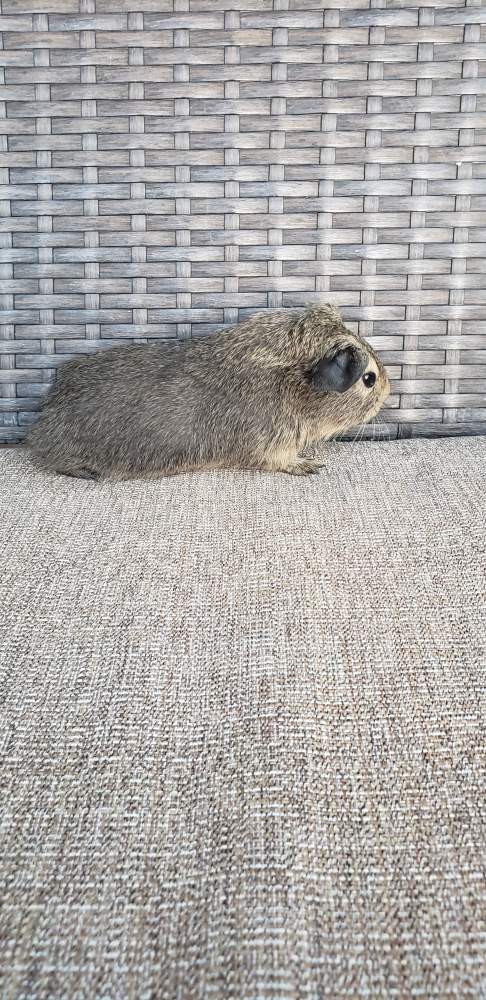 American guinea pig Pet only Cavia porcellus 