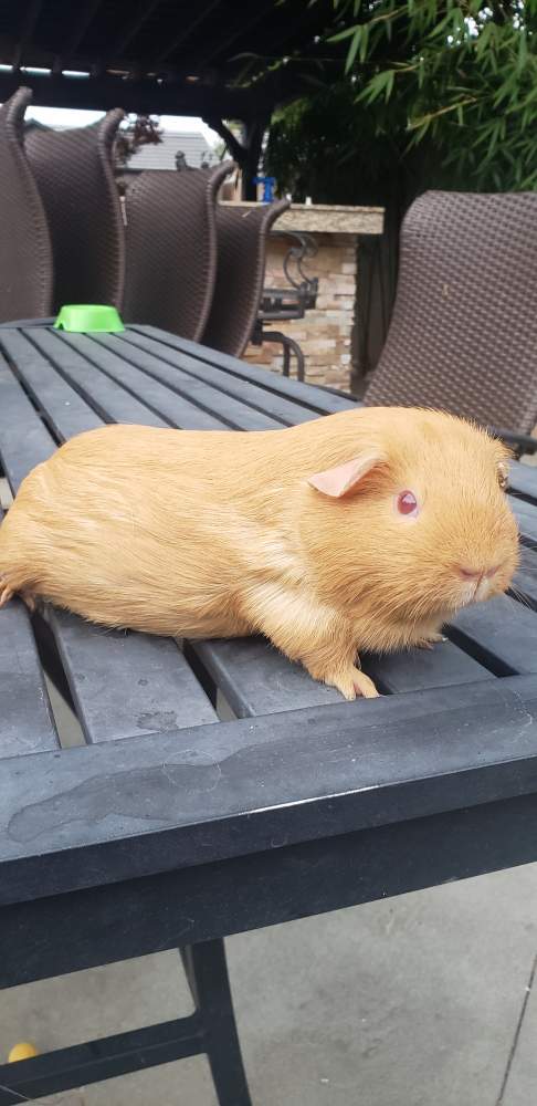 American guinea pig Pet only Cavia porcellus 