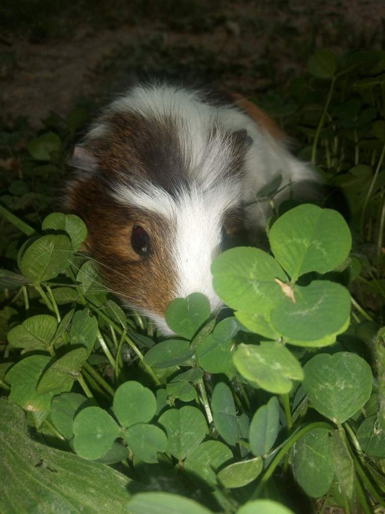 American Crested guinea pig Pet only Cavia porcellus 