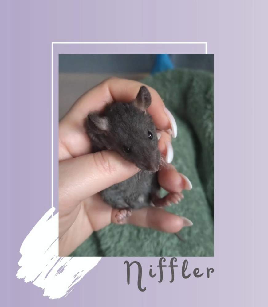 Fancy rat Rehomed Rattus norvegicus 