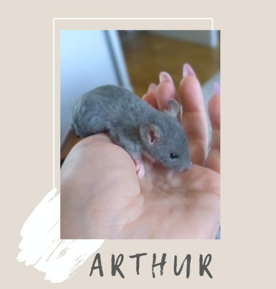 Fancy rat Pet only Rattus norvegicus 