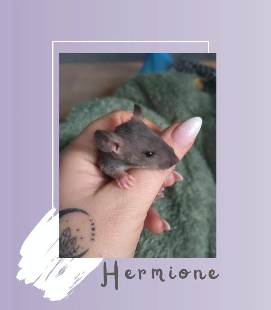 Fancy rat Rehomed Rattus norvegicus 