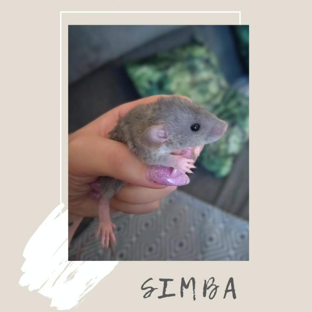 Fancy rat Pet only Rattus norvegicus 