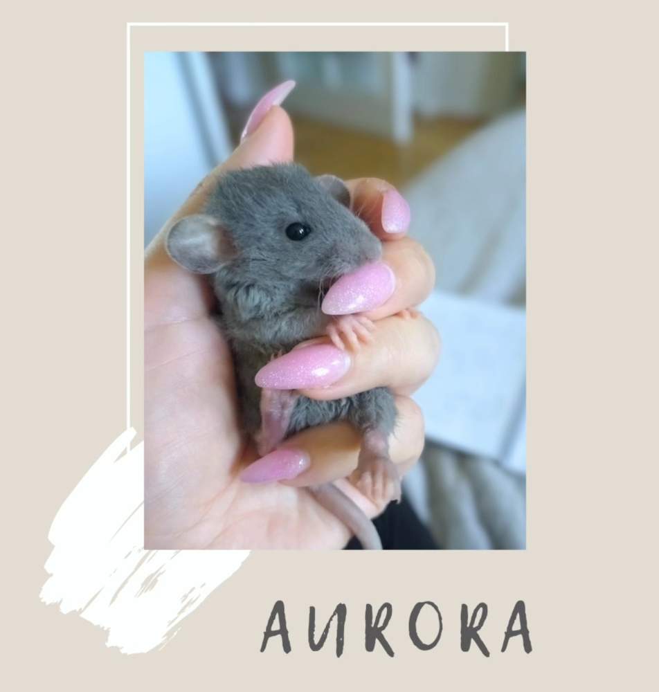 Fancy rat Pet only Rattus norvegicus 